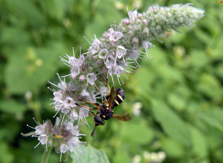 Conops flavipes F (Conopidae)